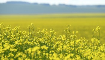 Правительство РФ продлило запрет на вывоз семян рапса